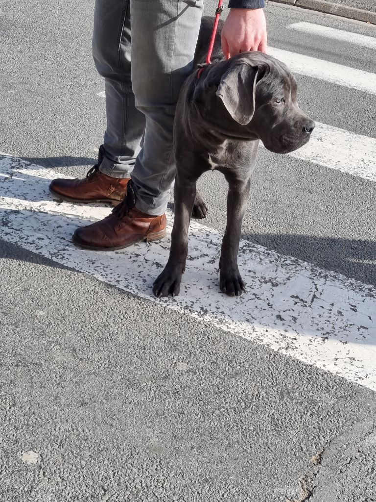 Diablo Del rosso malpelo