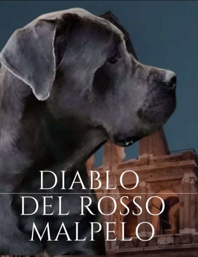 Diablo Del rosso malpelo