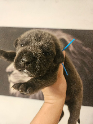 Des Gardiens De La Sirandale - Cane Corso - Portée née le 24/09/2024