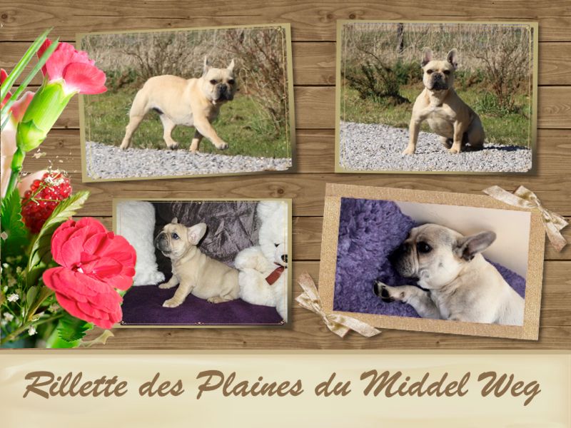 Rillette des Plaines du Middel Weg