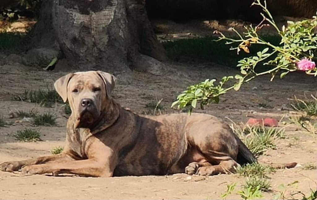 Shelby dit salsifie Des Gardiens De La Sirandale