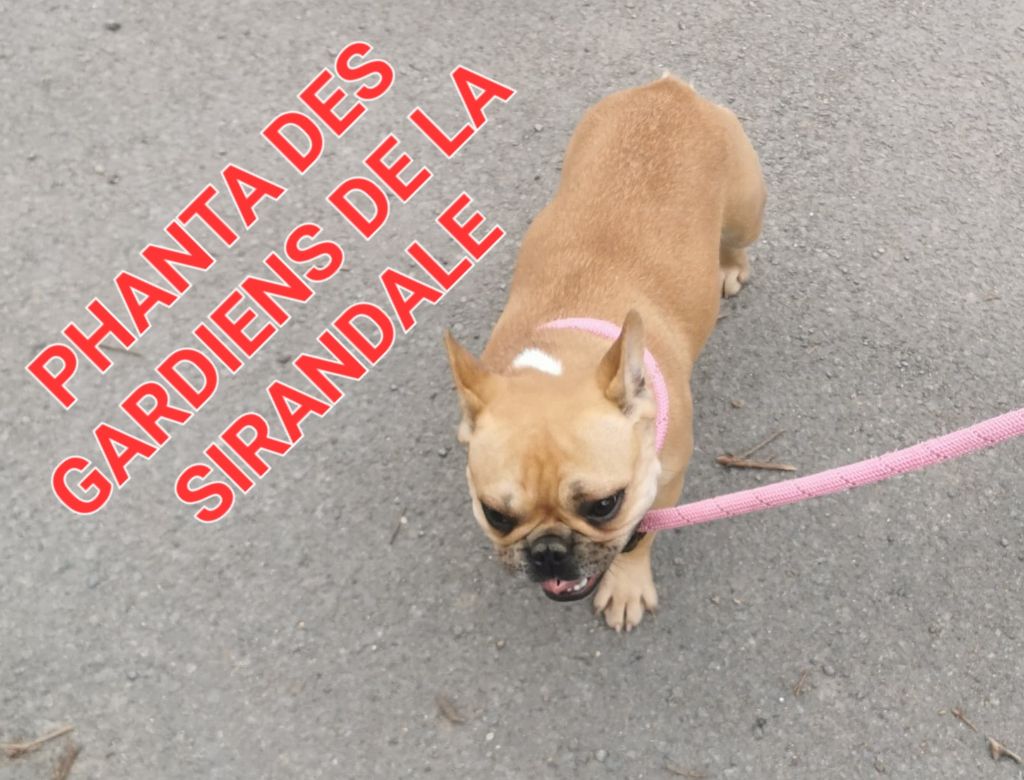 Phanta Des Gardiens De La Sirandale