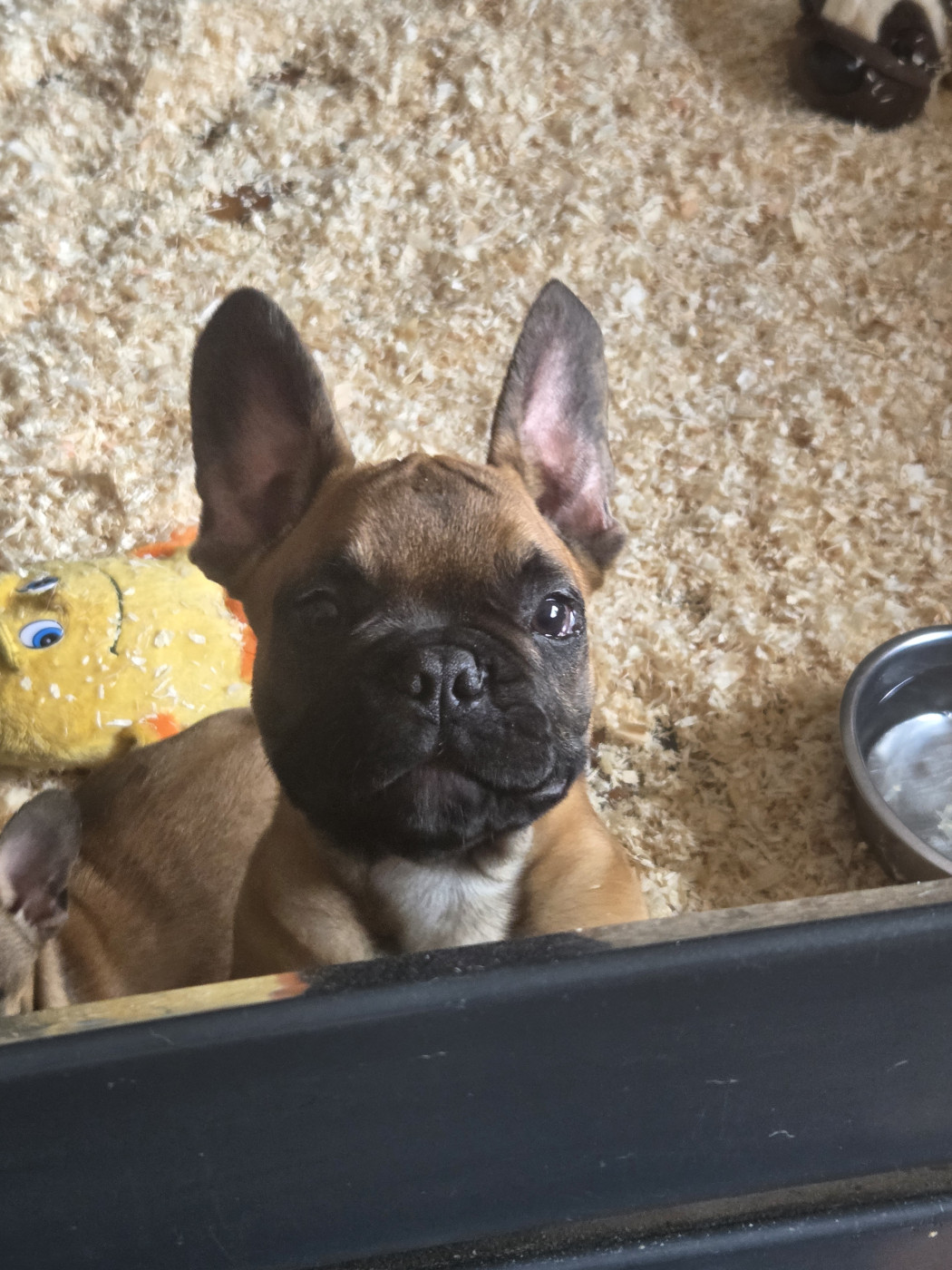 Des Gardiens De La Sirandale - Chiots disponibles - Bouledogue français