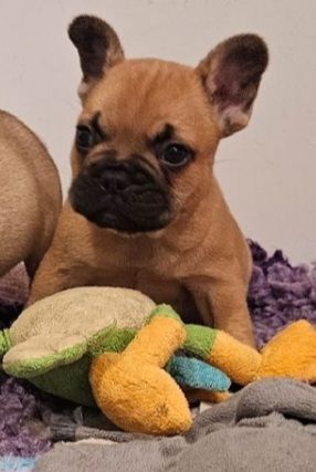 Des Gardiens De La Sirandale - Chiots disponibles - Bouledogue français